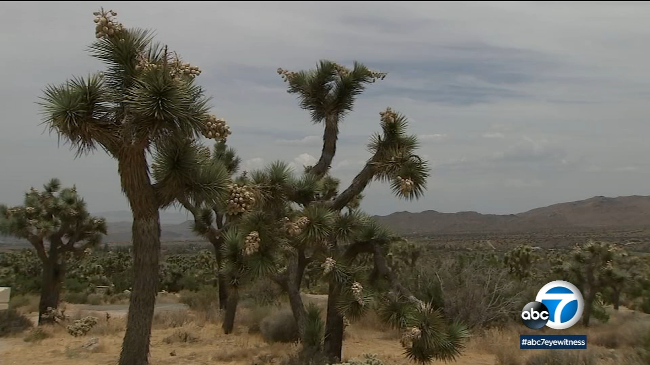 The striking sight of Joshua trees draw many people to California's Mojave Desert, but the trees face an uncertain future because of climate change, a study suggests. 